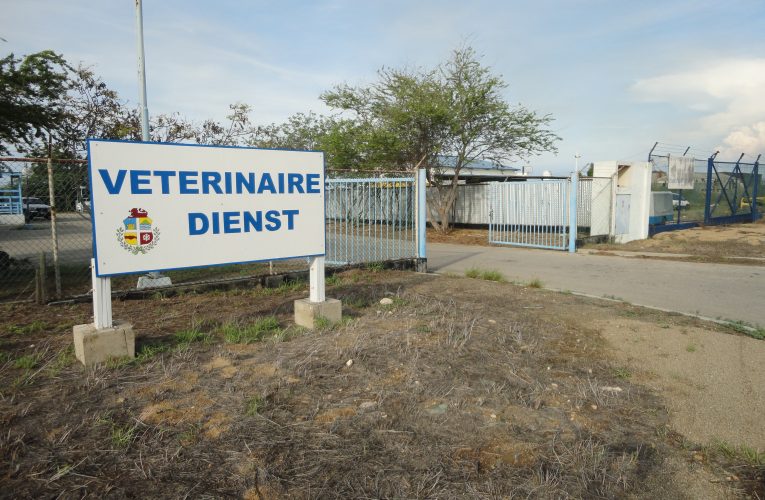 DVG: Abbattoir lo ta cera pa renovacion