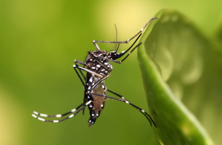 Tuma accion pa Preveni, Proteha y Stop Dengue