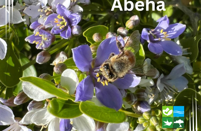 Dia Mundial di Abeha 2025: E rol vital di abehanan den garantisa siguridad global di cuminda y nutricion