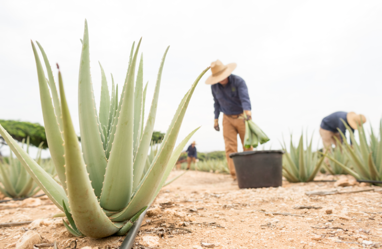 Aruba Growth Fund becomes partner in Royal Aruba Aloe