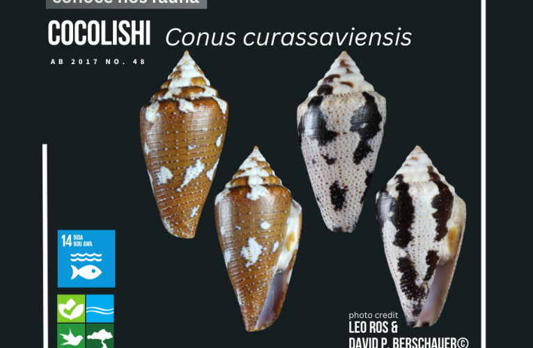 Aruba tin tres sorto di cocolishi endemico protegi.