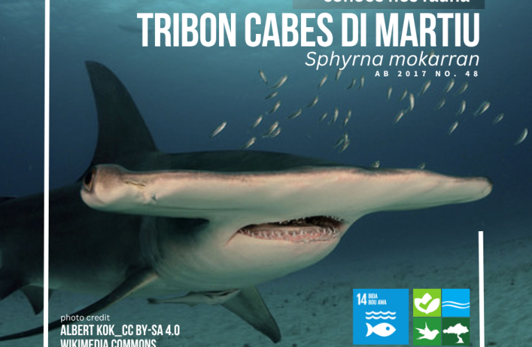 E tribon cabes di martiu ta riba e lista di proteccion di nos leynan local